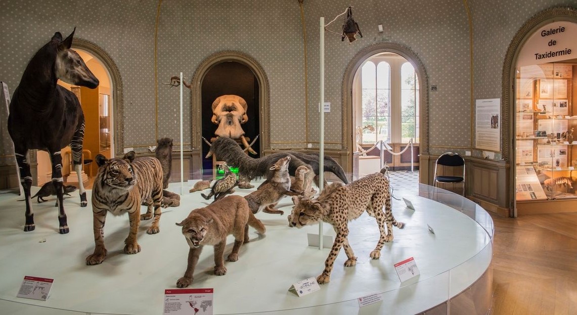 Image Muséum d'Histoire Naturelle